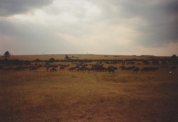 Images from out African overland adventure in 1989.